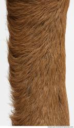 Photo Textures of Animal Skin